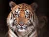 2 tigers found dead in Sundarbans Tiger Reserve