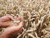 Government to sell on priority 27 million tonnes of wheat procured this year
