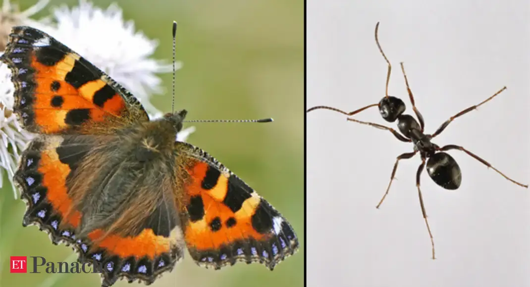 Butterflies, ants battle it out to UK's favourite insect The