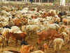 West Bengal BJP lines up state-wide stir to check smuggling of cows