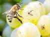 Bees naturally vaccinate their babies: Study