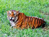 Maharashtra requests Sachin Tendulkar, Amitabh Bachchan to help save tigers