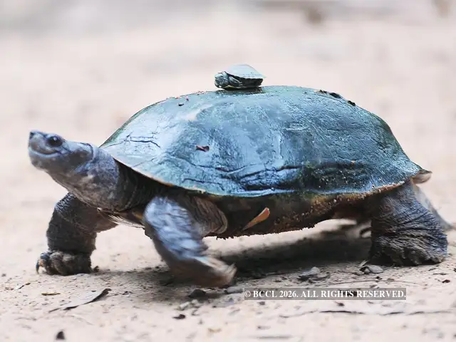 August 5, 2015 - Red-eared slider turtle with the newborn ones | The ...