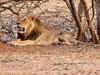 Is it time to find a second home for Gir's free-ranging population of Asiatic lions?