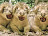 Naming Indian lions may help attract world’s attention to their condition