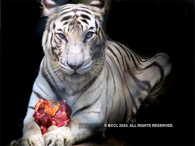 A white tiger at a zoo