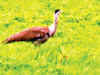 In Gujarat, the Great Indian Bustard grounds air force’s flight plans