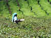 Wagh Bakri to purchase ten tea gardens in Assam
