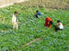 Kharif crop cultivation exceeds target area in Madhya Pradesh