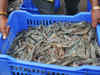 How PondGuard helped reduce aquaculture farmers' losses