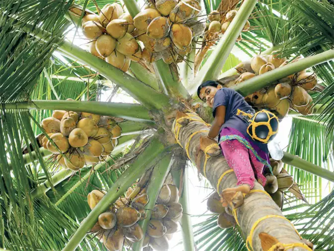 Coconut tree essay