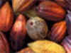 Cocoa cultivation gains pace on global shortage
