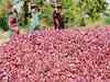 Pink onion price hardens in wholesale market