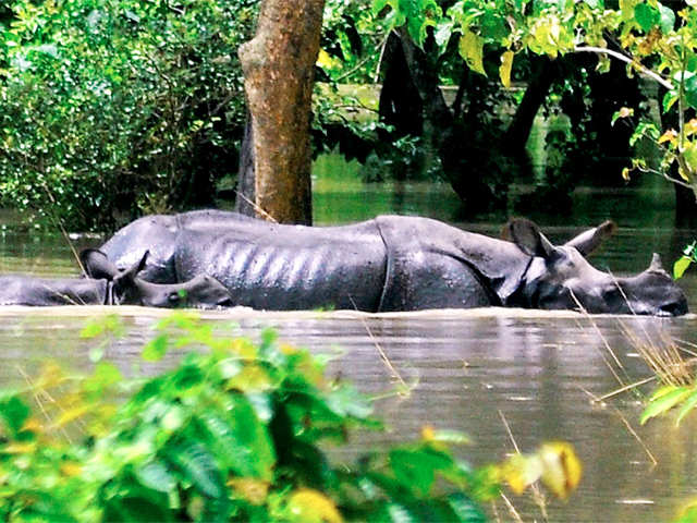 Flooded water inside Pobitora wild life sanctuary