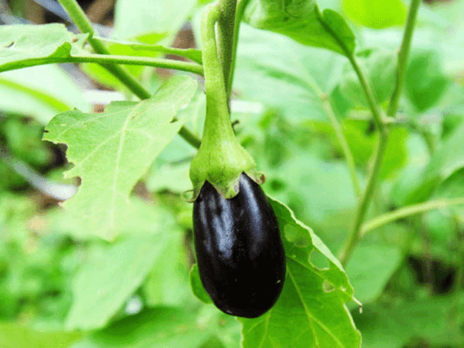 CPM promises pesticidefree vegetables in Kerala this Onam The