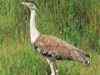 Rare bustard sighted at Churu sanctuary