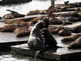 Sea lions frolick in the sunshine