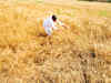 Low rainfall threatens farm output, food prices likely to rise