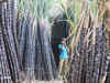 Water woes: Maharashtra government may disallow sugarcane cultivation, crushing