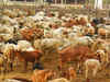 Samajwadi Party MP Munavvar Saleem demands nationwide ban on cow slaughter