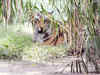 Lack of "political will & gross neglect" led to tiger extinction: Former Sariska Field Director