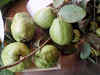 Lucknow's farmers come up with quirky names for Malihabad guavas