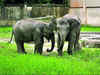 Jumbos in Alipore Zoo will not have to joust for space anymore