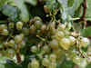 Grapes of wrath: Fruit faces uncertainty due to drought in Maharashtra