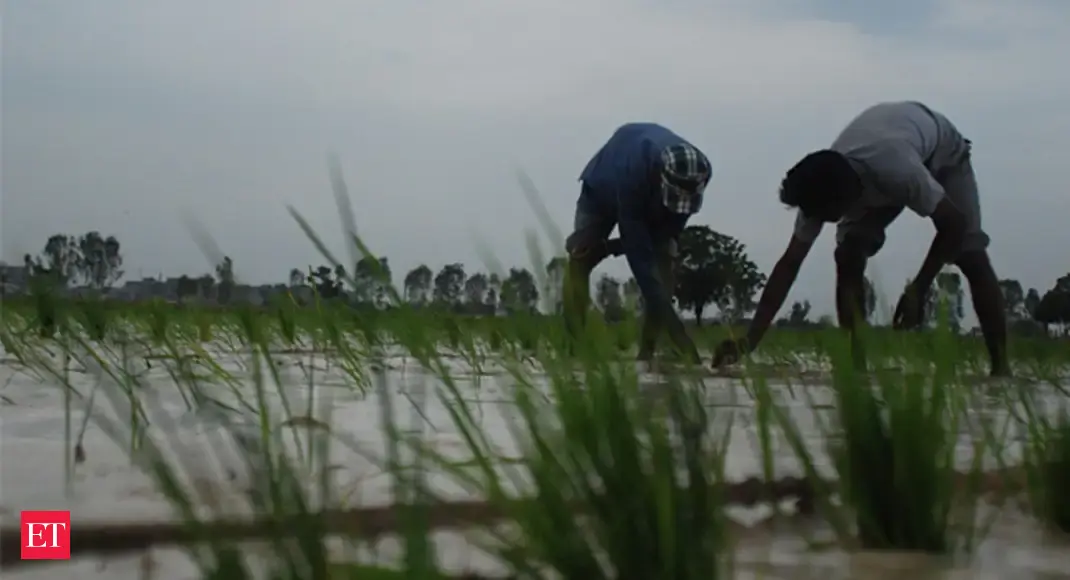 Organic Cash Crops Are Kerala s New Fad The Economic Times