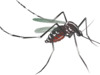 Centre mulls banning rapid dengue diagnostic kits