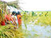 Plantation Crisis Hits Kerala Farmers; Planters seek govt nod to use 5% land for alternative uses