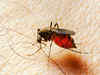 First drug treatment for dengue in the offing
