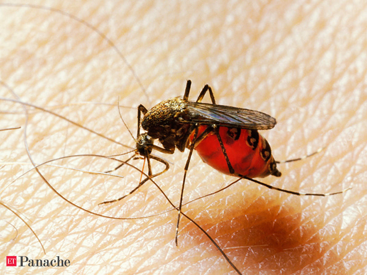 First drug treatment for dengue in the offing - The Economic Times