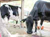 NDDB invites corporates to fund milk programme for school children