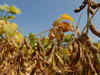 Soybean crop in Rajasthan will not be affected despite pest attack: SOPA