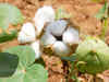Cotton prices likely to remain 'low' on good yield