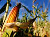 Erratic monsoon to hit corn production