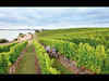 A&K extends a fresh invitation for personalised wine tours and gourmet meals in New Zealand