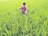 Ramagundam Urea plant gets green nod from MoEF Committee