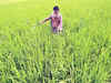 Rs 2,200 crore disbursed as crop loan in Chhattisgarh