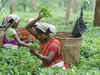 Government may soon waive Tea Board permit for tea cultivation