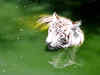 Madhya Pradesh govt seeks Centre's nod to get white tigers from Chhattisgarh
