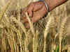 Wheat rises on increased offtake by flour mills