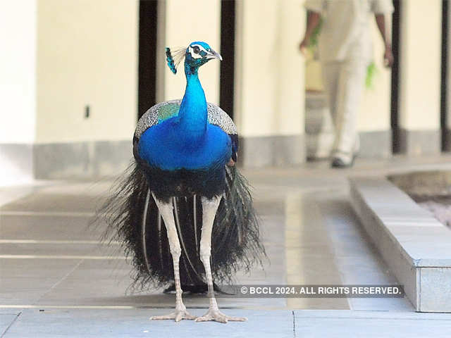Peacock at Hotel Leela, Kovalam