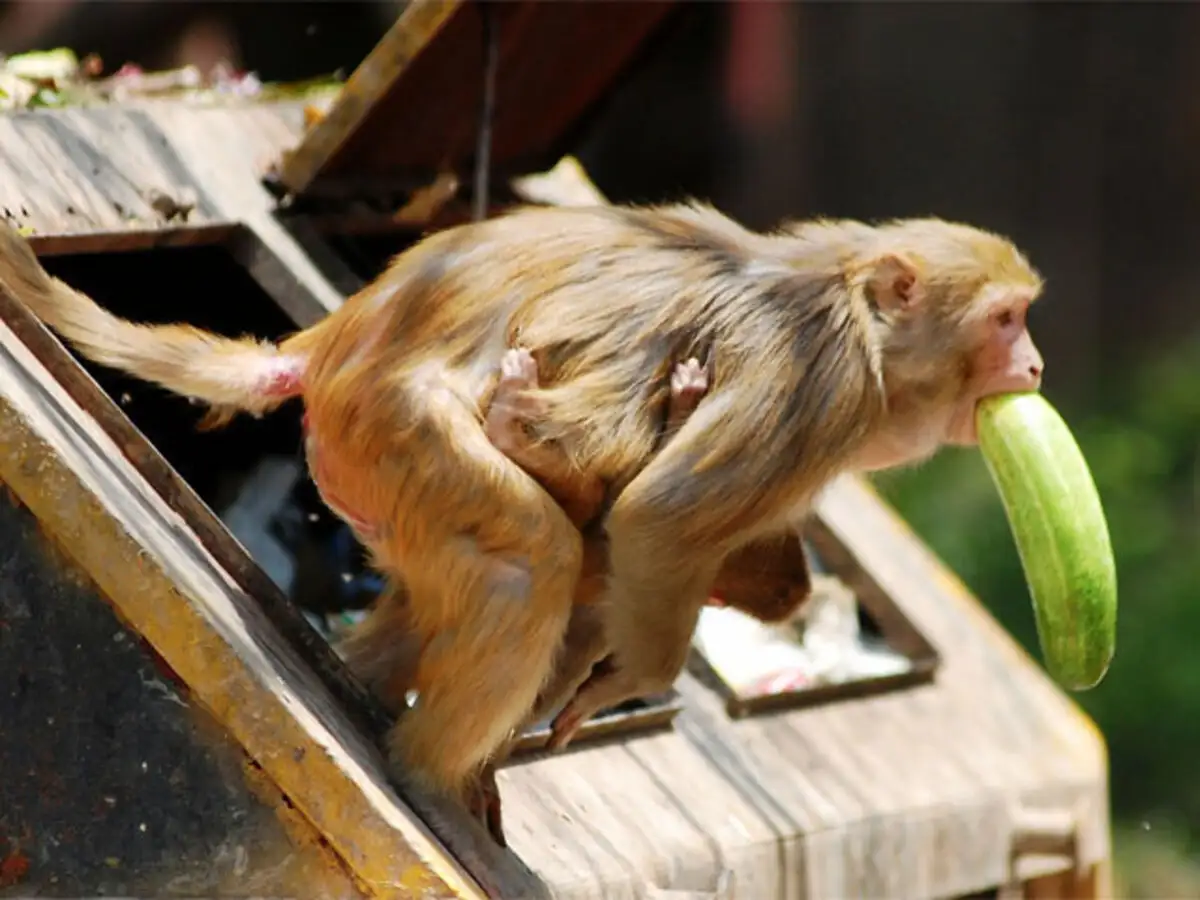 உங்களுக்கான கனவுகளும் பலன்களும் பகுதி 51 10 monkey menace: Latest News & Videos, Photos about monkey menace | The Economic Times
