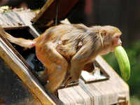 Monkey menace in Vrindaban - The Economic Times