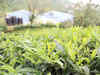 Assam government to set up tea estate markets
