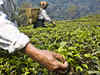 'Indian tea prices to rise into next yr as well'