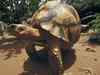 Two held at Chennai airport for trying to smuggle 200 star tortoises