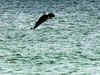 1,263 dolphins sighted in Ganga & tributaries